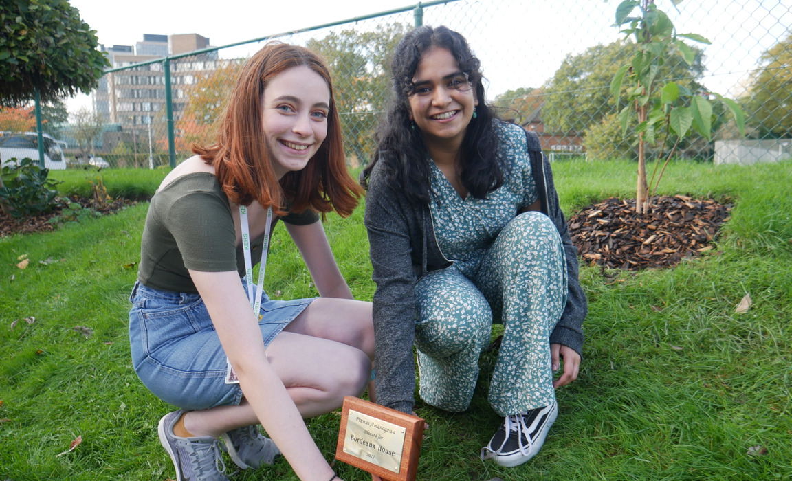 Bordeaux's new cherry tree at King Edward VI High School for Girls.