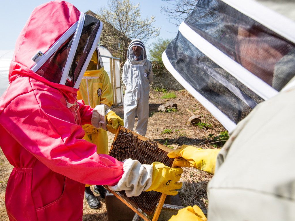 The new apiary at Ryde School