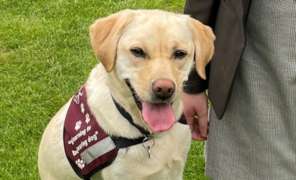 St Peter's School York pupil trains a hearing dog for deaf people